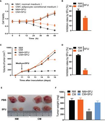 Adipocytic Glutamine Synthetase Upregulation via Altered Histone Methylation Promotes 5FU Chemoresistance in Peritoneal Carcinomatosis of Colorectal Cancer